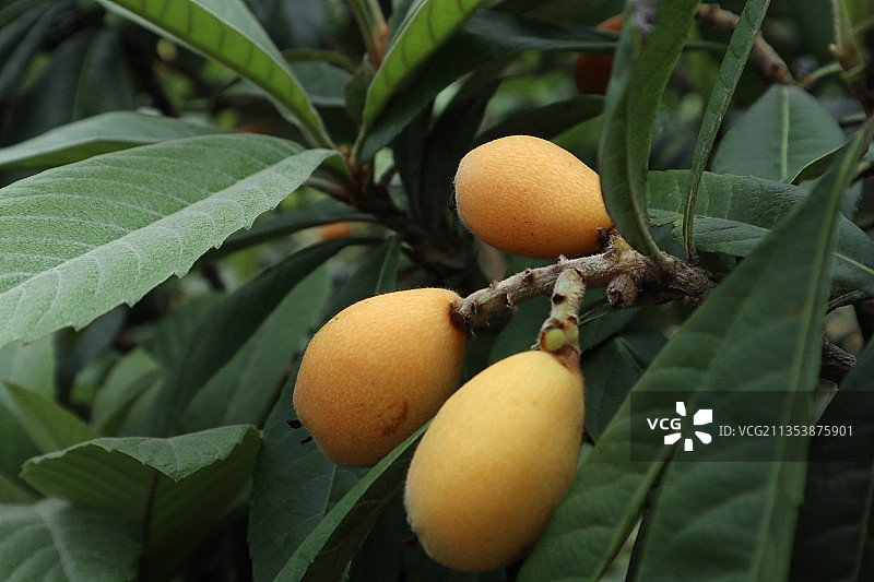 树上枇杷的特写镜头图片素材