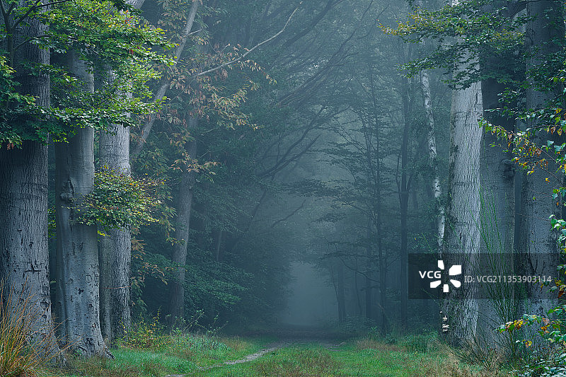 魔幻森林图片素材