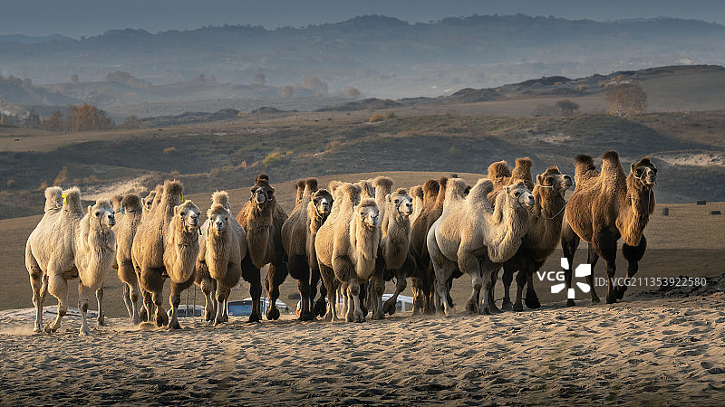 骆驼图片素材