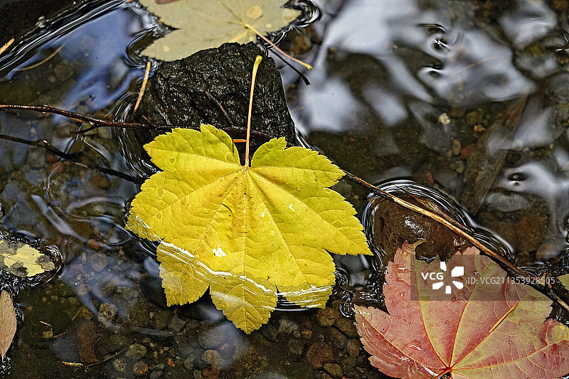秋天的葡萄枫叶图片素材