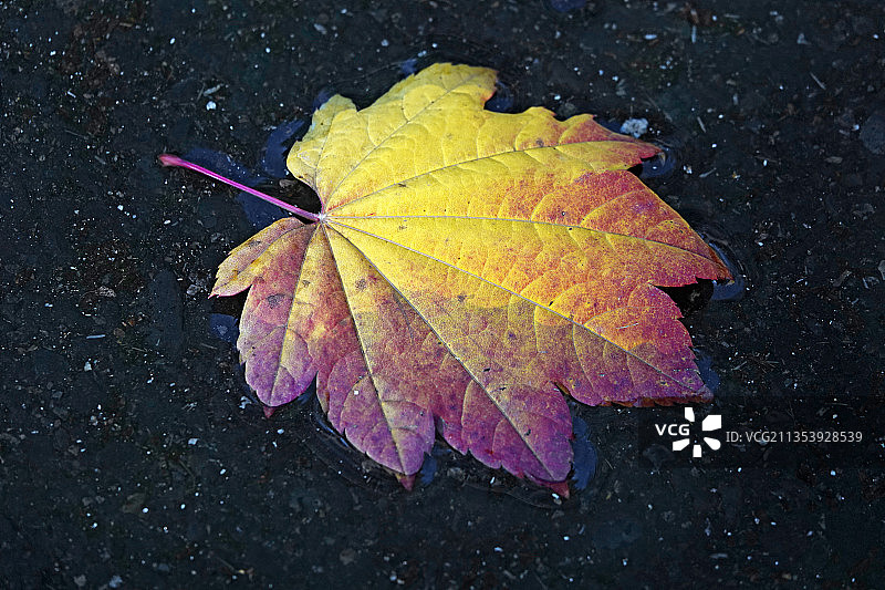 秋天的葡萄枫叶图片素材