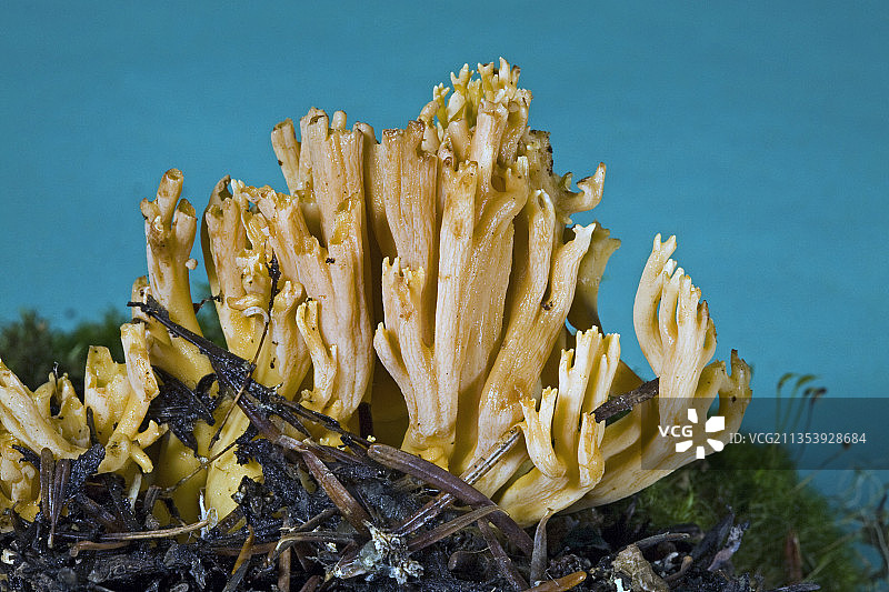 珊瑚菌图片素材