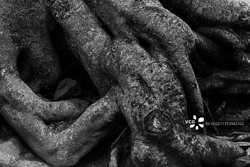 树干全景照片图片素材