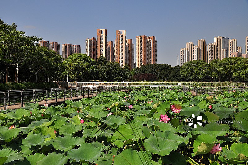 汉阳月湖公园图片素材