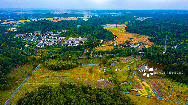 江西新余：百丈峰百亩花海景色怡人图片素材
