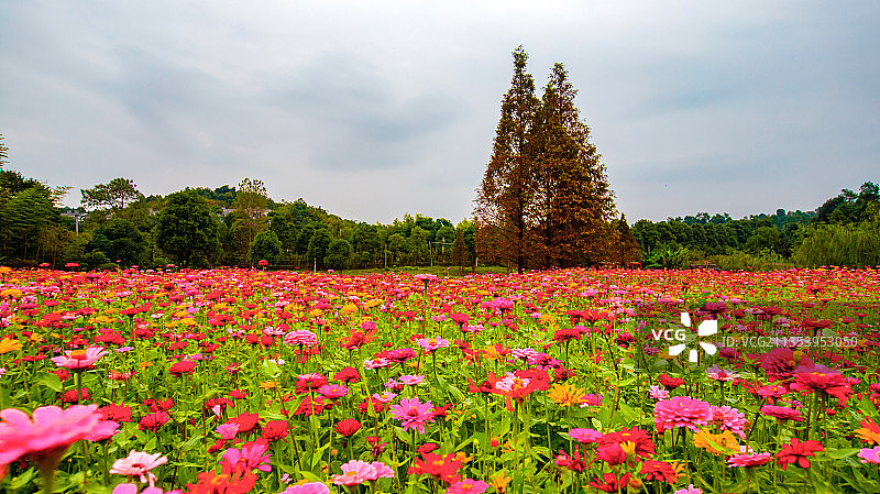 江西新余：百丈峰百亩花海景色怡人图片素材
