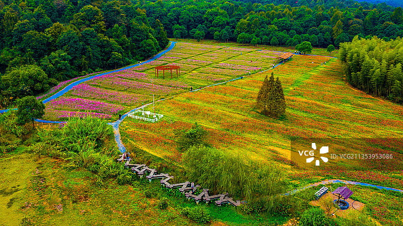江西新余：百丈峰百亩花海景色怡人图片素材