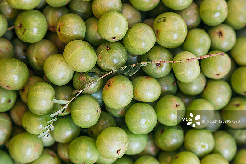 油柑与油柑枝叶图片素材