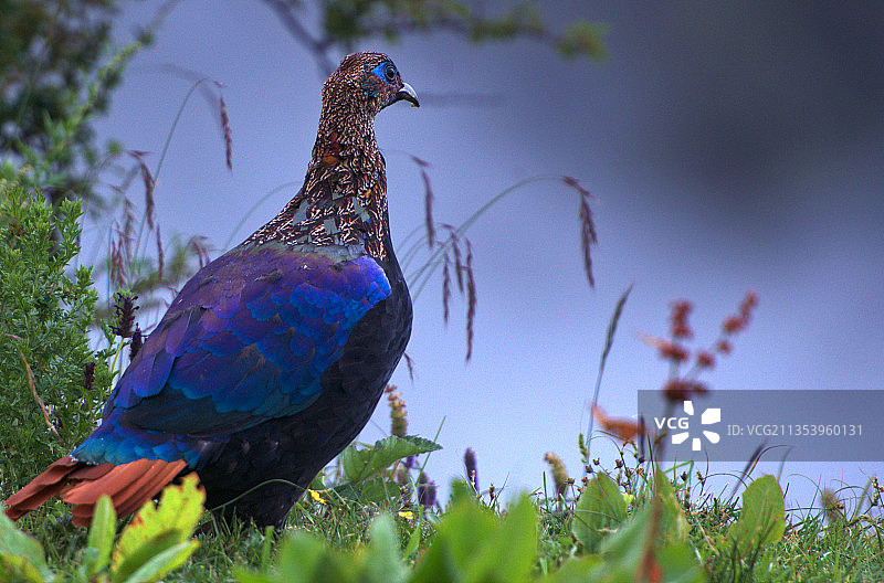棕尾虹雉（洛扎县卡九寺）图片素材