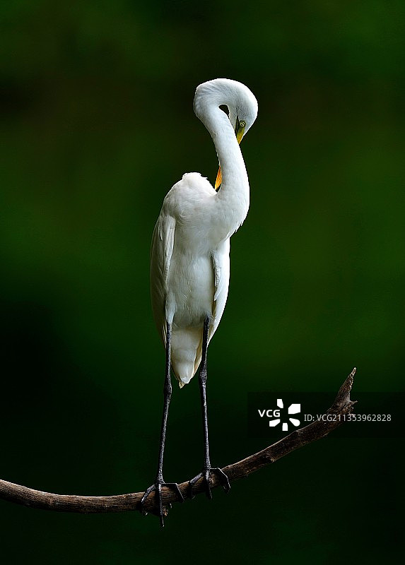 天下！爱美之心白鹭有之图片素材