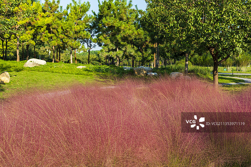 粉黛子、红花、秋天、公园图片素材