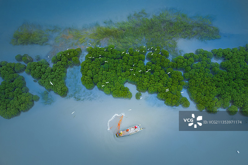 霞浦鹅湾-红树林棹歌图片素材