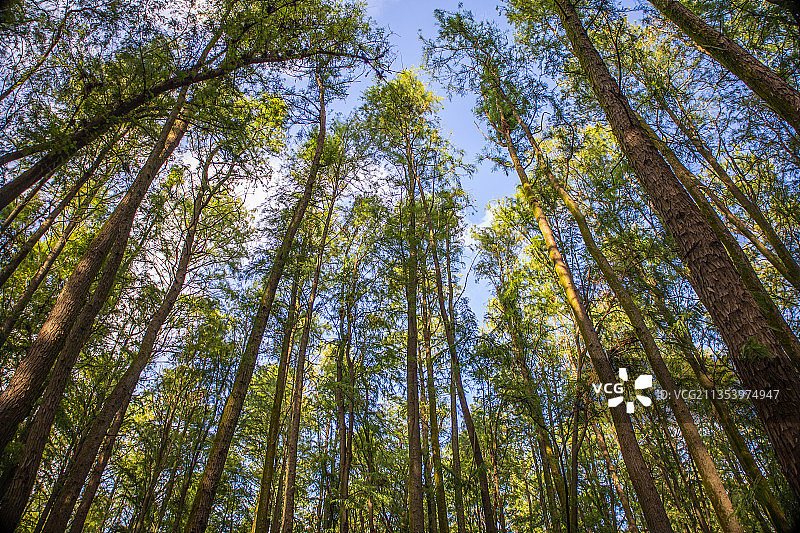 上海共青森林公园图片素材