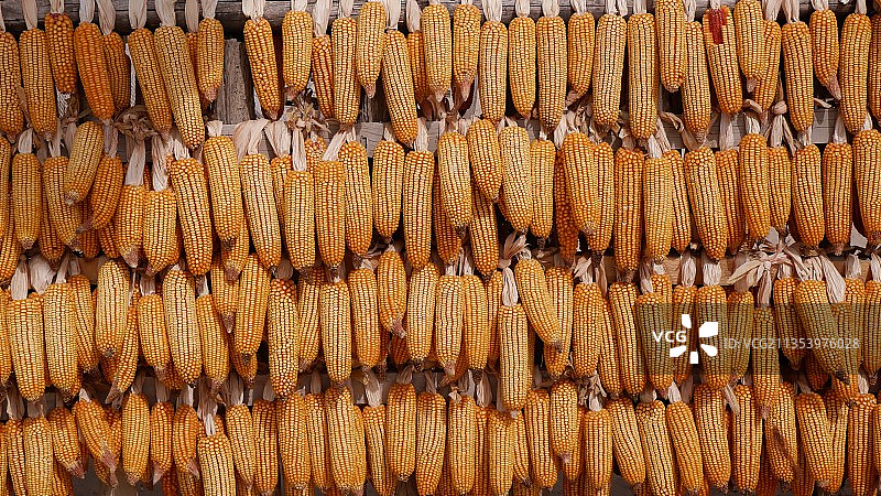 整整齐齐的玉米图片素材