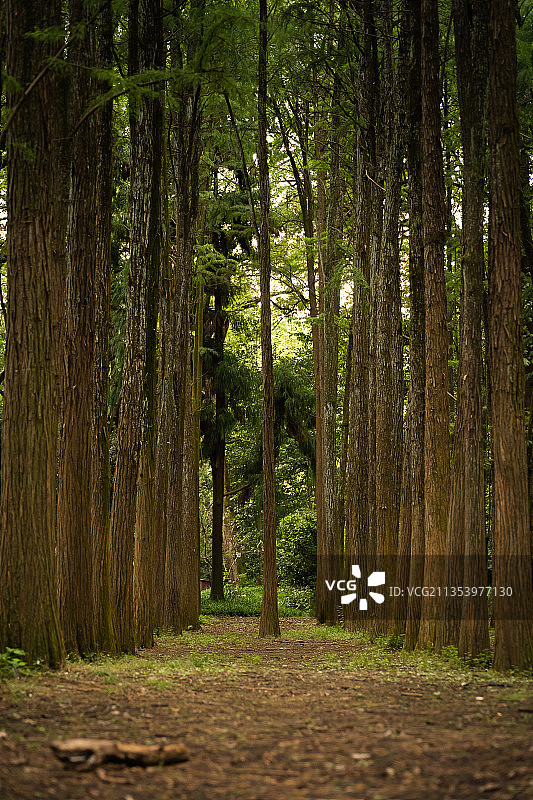 森林中生长的树木图片素材