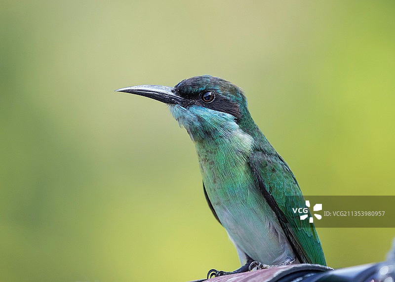 蓝喉蜂虎半身照特写图片素材