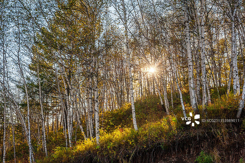 白桦林图片素材