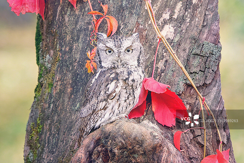 密歇根州豪厄尔的红色树干特写图片素材