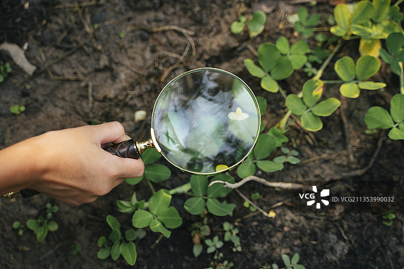 小女孩手拿放大镜检查泥土上的植物。图片素材
