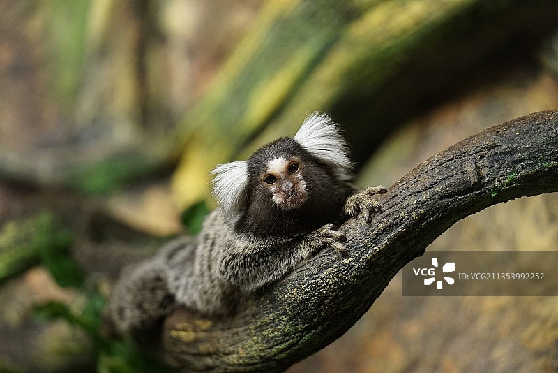 拉脱维亚，坐在树上的狨猴的低角度视角图片素材