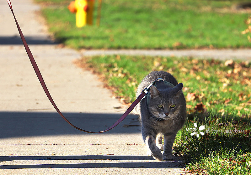 坐在人行道上的狗的画像图片素材
