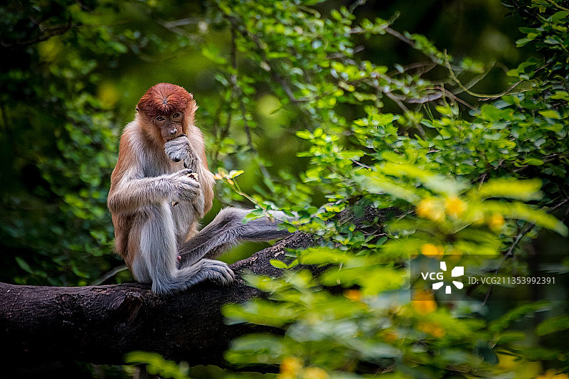 仰视坐在树上的长鼻猴图片素材