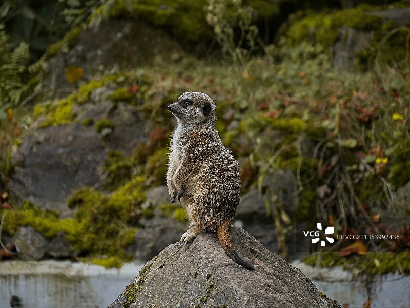 岩石上的松鼠特写镜头图片素材