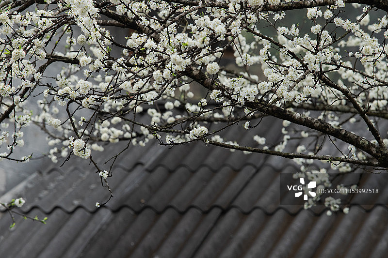 仰视视角：越南河江省的樱花树图片素材