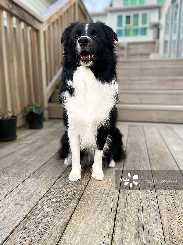 坐在木地板上的柯利牧羊犬图片素材