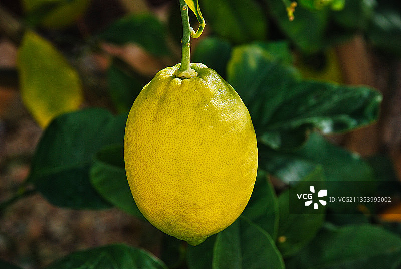 西班牙塔拉戈纳，树上生长的柠檬特写图片素材