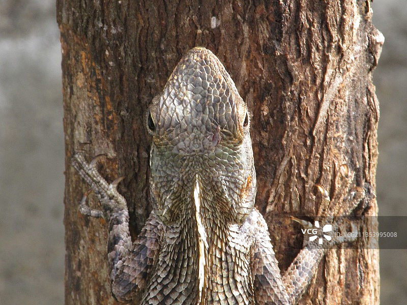 印度树干特写图片素材