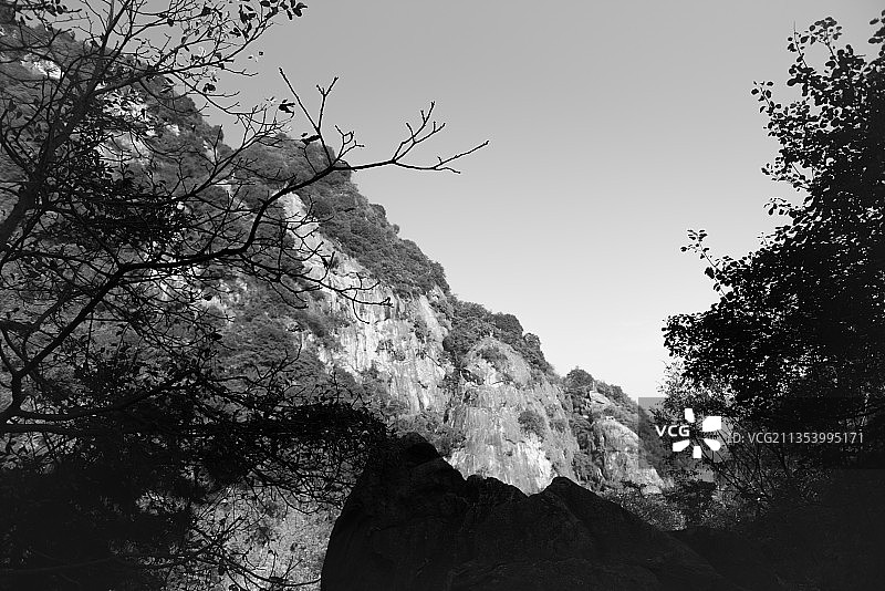 仰视树木轮廓和晴朗天空图片素材