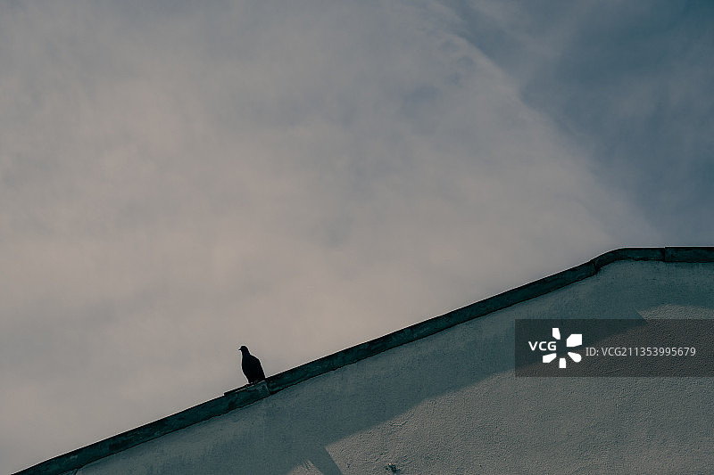 低角度仰望鸟类栖息于屋顶上的剪影，背景为天空图片素材