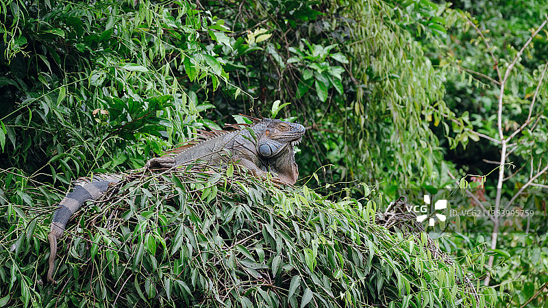 幼年短吻鳄，托尔图格罗，哥斯达黎加图片素材