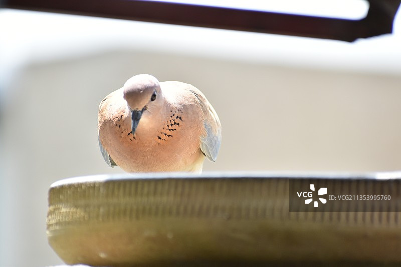 栖息在栏杆上的鸽子特写，巴基斯坦塔克西拉图片素材