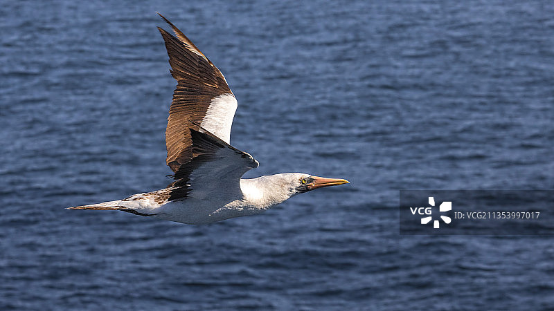 海鸥飞过海面的特写镜头图片素材