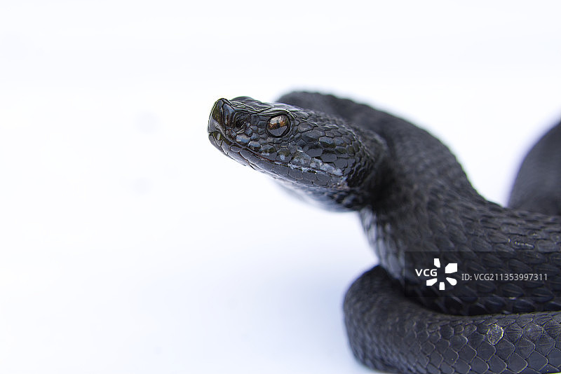 白色背景下的蜥蜴特写图片素材