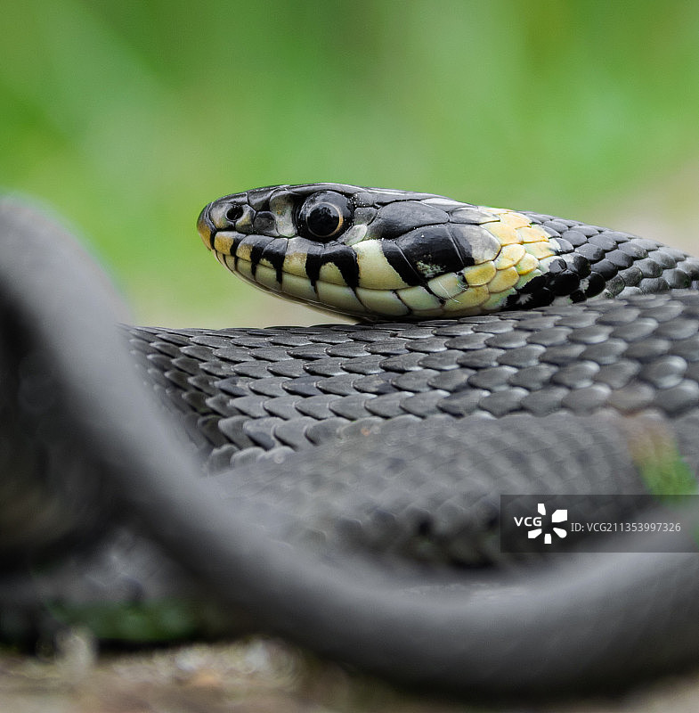 捷克共和国田野上的草蝰蛇特写图片素材
