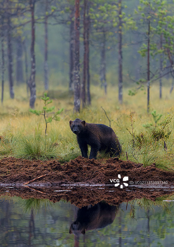 站在湖中的棕色美洲黑熊的侧面图片素材