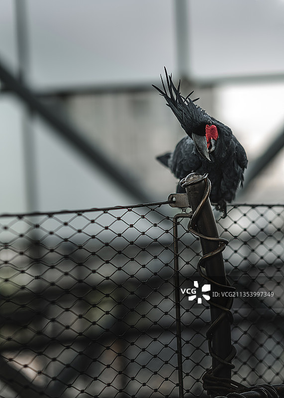 栖息在栅栏上的鹦鹉特写图片素材