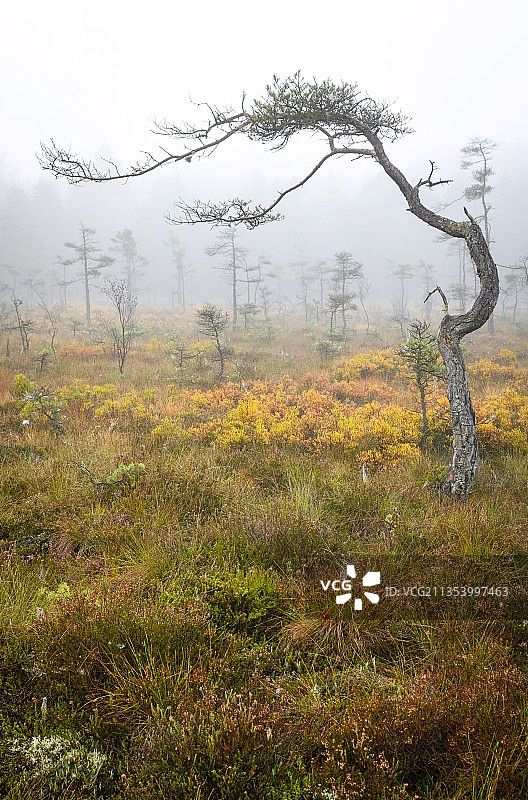 瑞典克鲁努贝里的树木图片素材