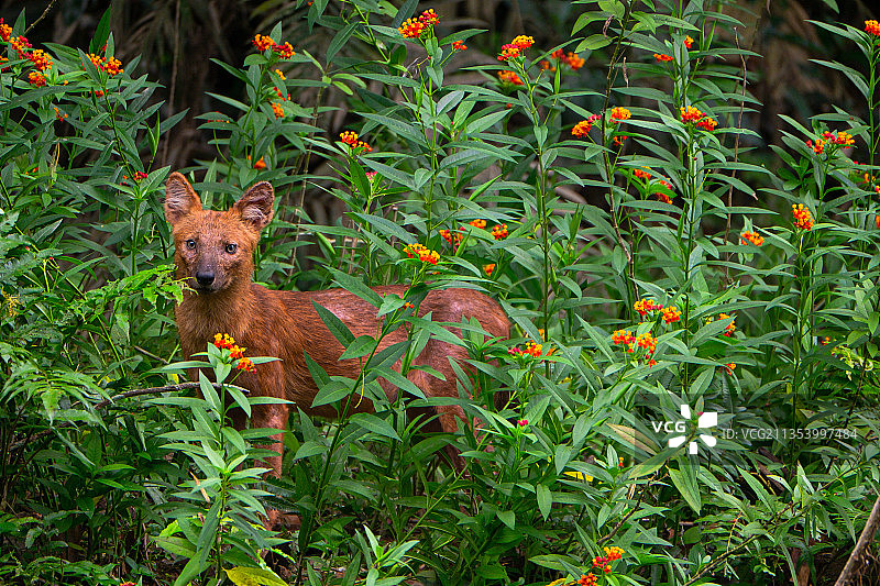 森林中植物丛中的鹿的肖像图片素材