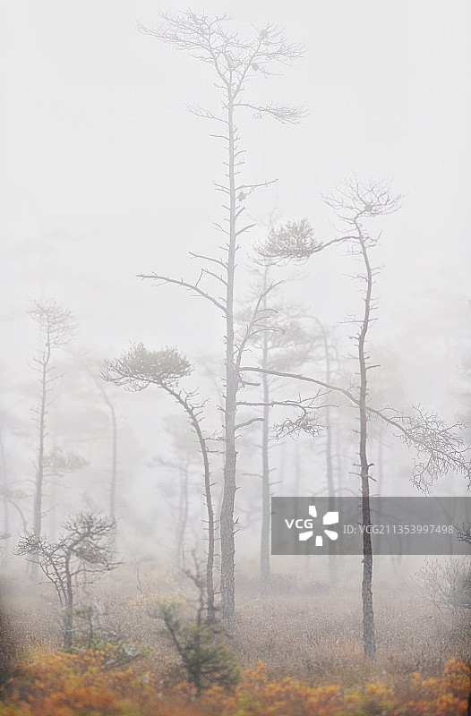 雾天森林中的树木，克鲁努贝里，瑞典图片素材