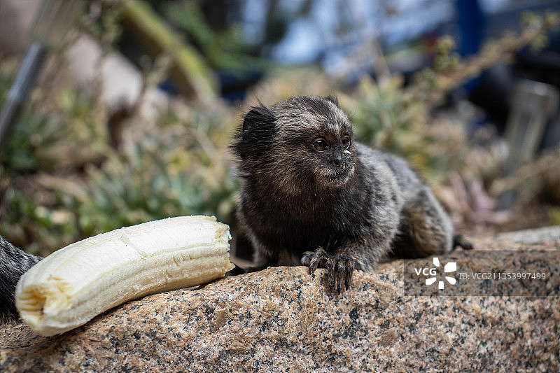 巴西岩石动物特写图片素材