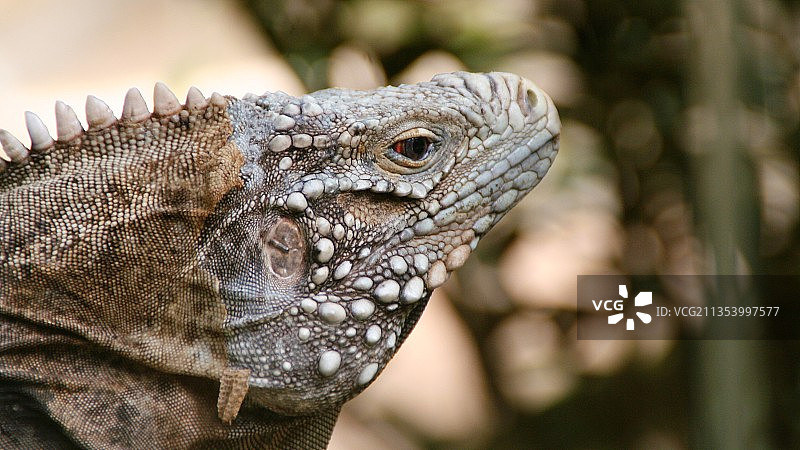 绿色鬣蜥特写图片素材