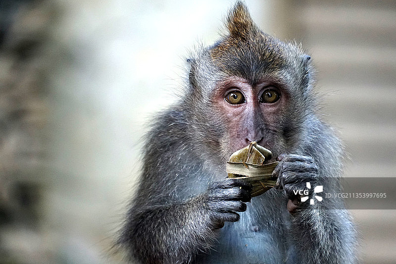 印度尼西亚乌布猕猴进食特写图片素材