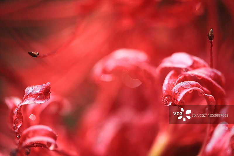 湿的红色花朵特写图片素材