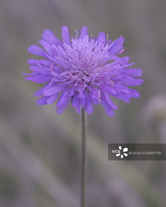 紫色开花植物的特写图片素材