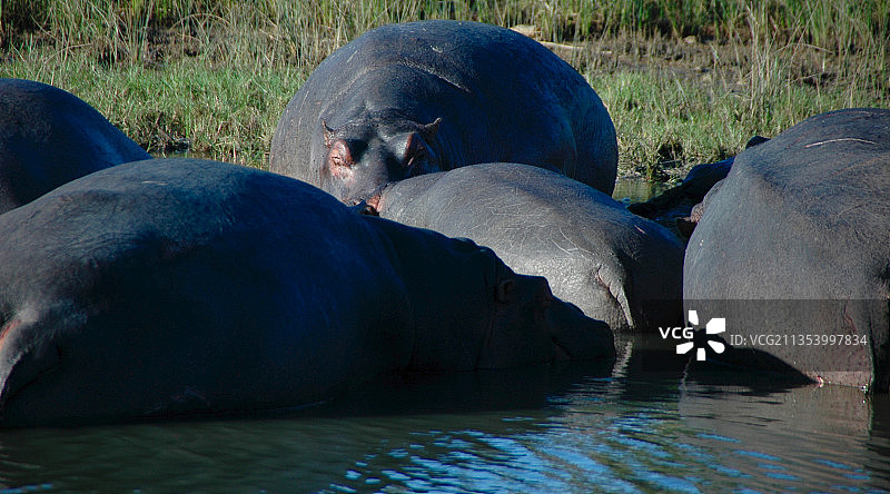 南非岩石上的海豹特写图片素材