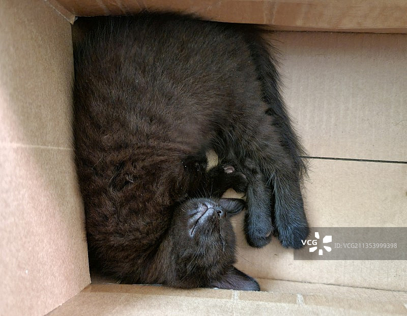 猫睡觉的特写镜头图片素材